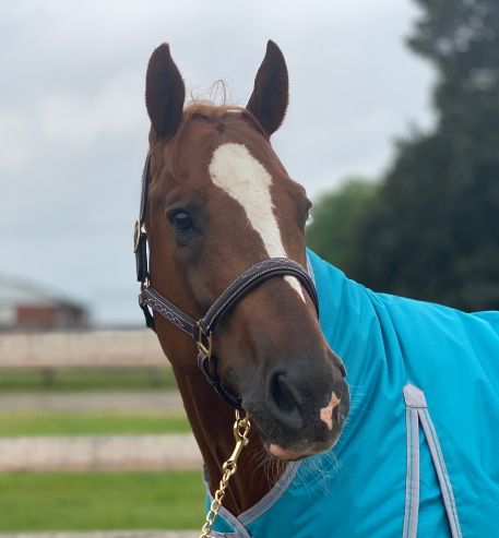 NEW - Sage Family Fancy Stitched Halter with Padding - XL