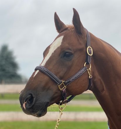NEW - Sage Family Rose Gold Halter with Padding - PONY