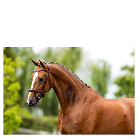 BR Bridle Longridge Oak - Full