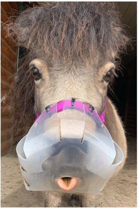 ThinLine Flexible Filly Grazing Muzzle