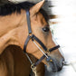 ThinLine Halter Busy Buddy - Reg Size