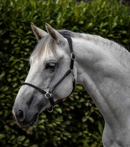 Premier Equine UK Hennaroso Rolled Anatomic Leather Halter Black (cob or full)
