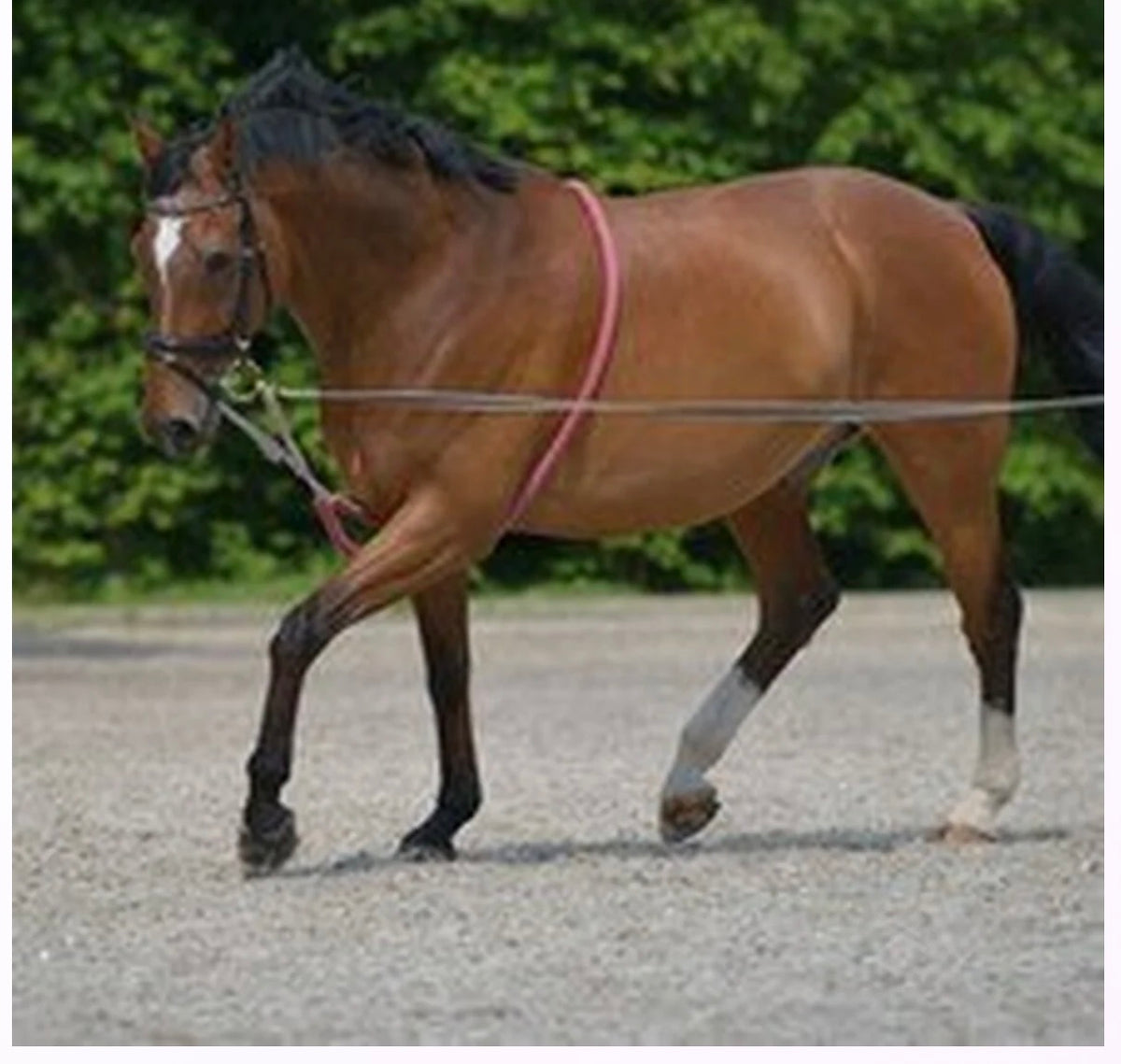 Waldhausen Cotton Lunging Aid - RED - PONY or WB Sale!!