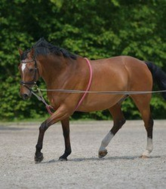 WALDHAUSEN LUNGING AID - PONY