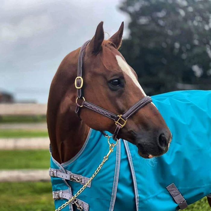 NEW - Sage Family Fancy Stitched Halter with Padding - XL