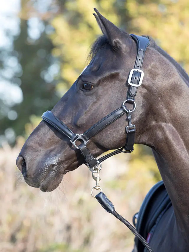 LeMieux Anatomic Headcollar Black- Full