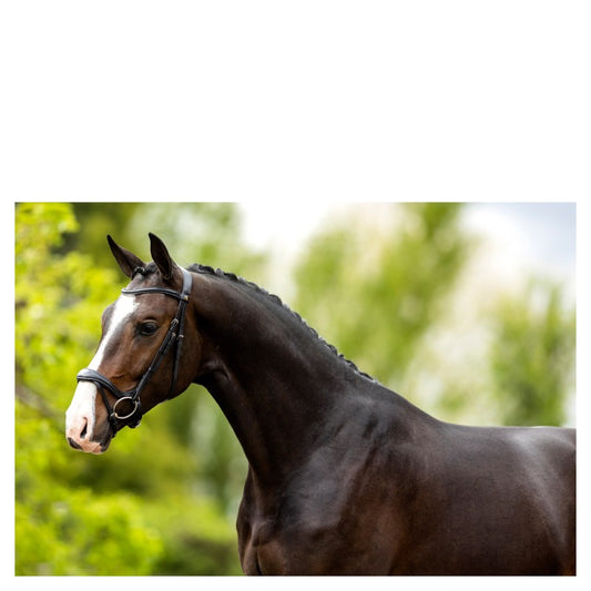 BR Bridle Longridge - Black - Full
